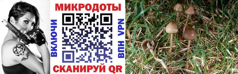 Псилоцибиновые грибы Psilocybine cubensis  Ковров 
